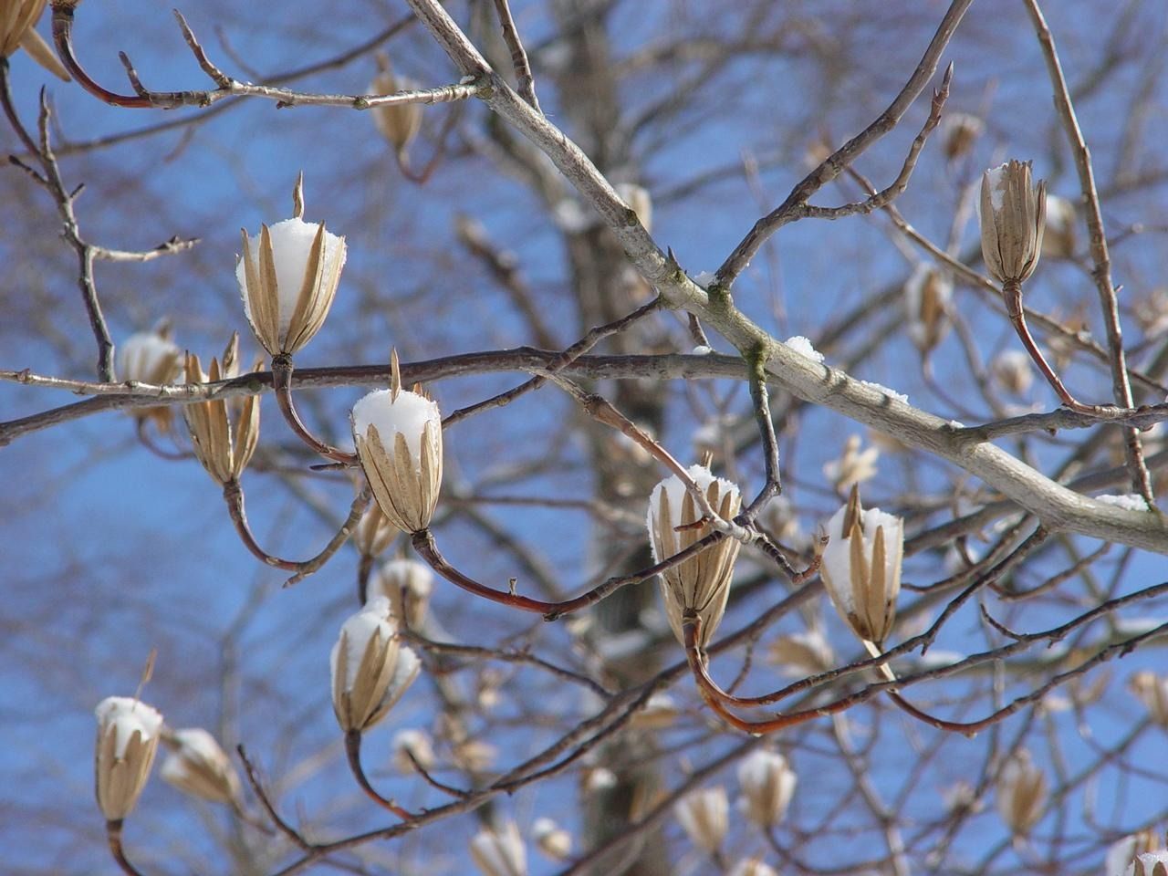 tulpenbaum_im_winter.jpg