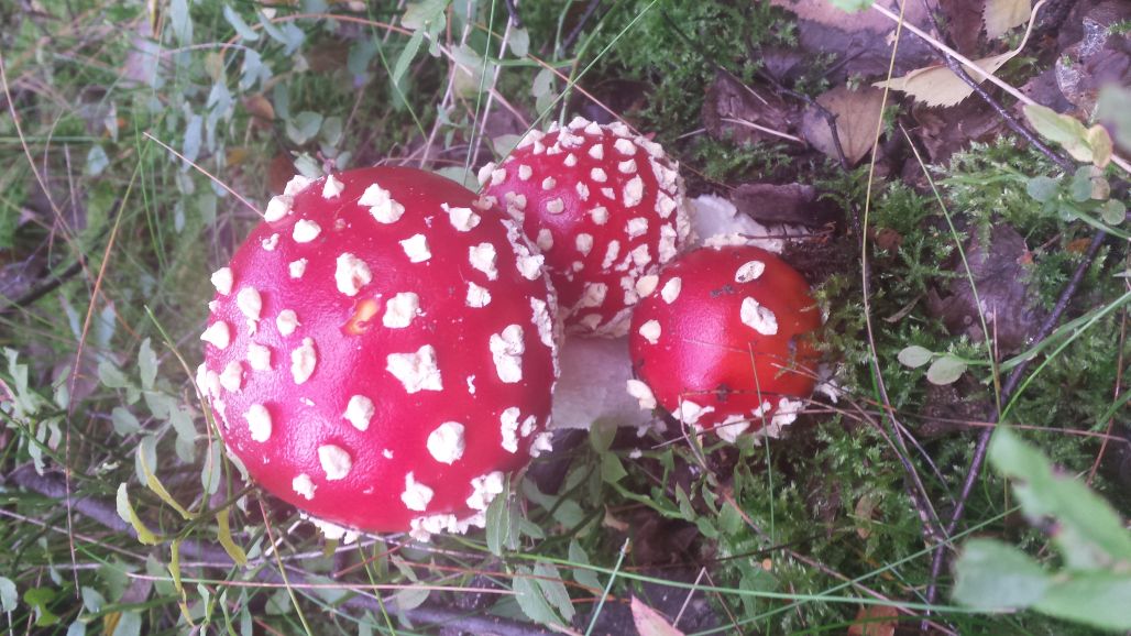 fliegenpilze.jpg