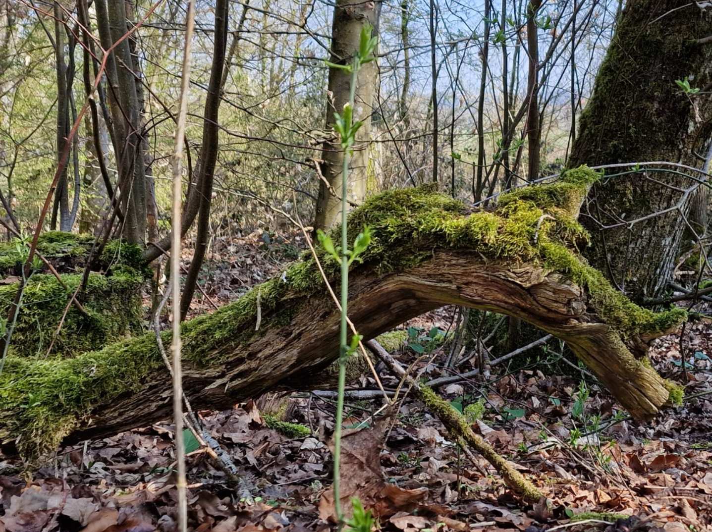 waldpferdchen_22.jpg