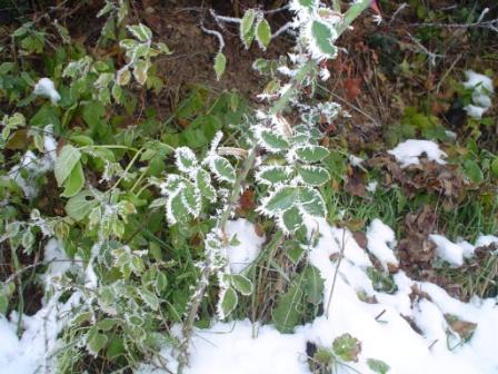 spaziergan031202010_017bild2.jpg