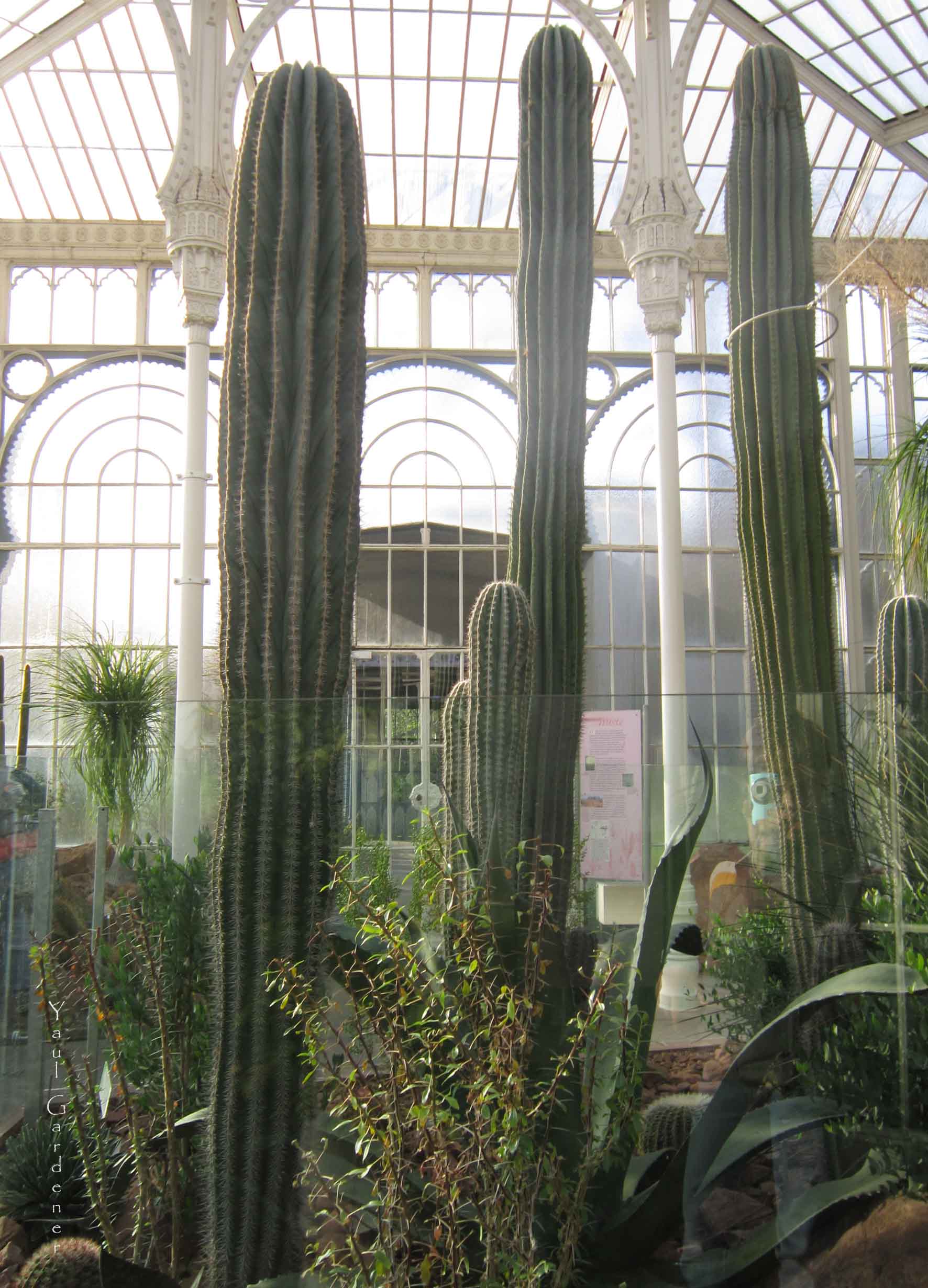 im_kakteenhaus.jpg