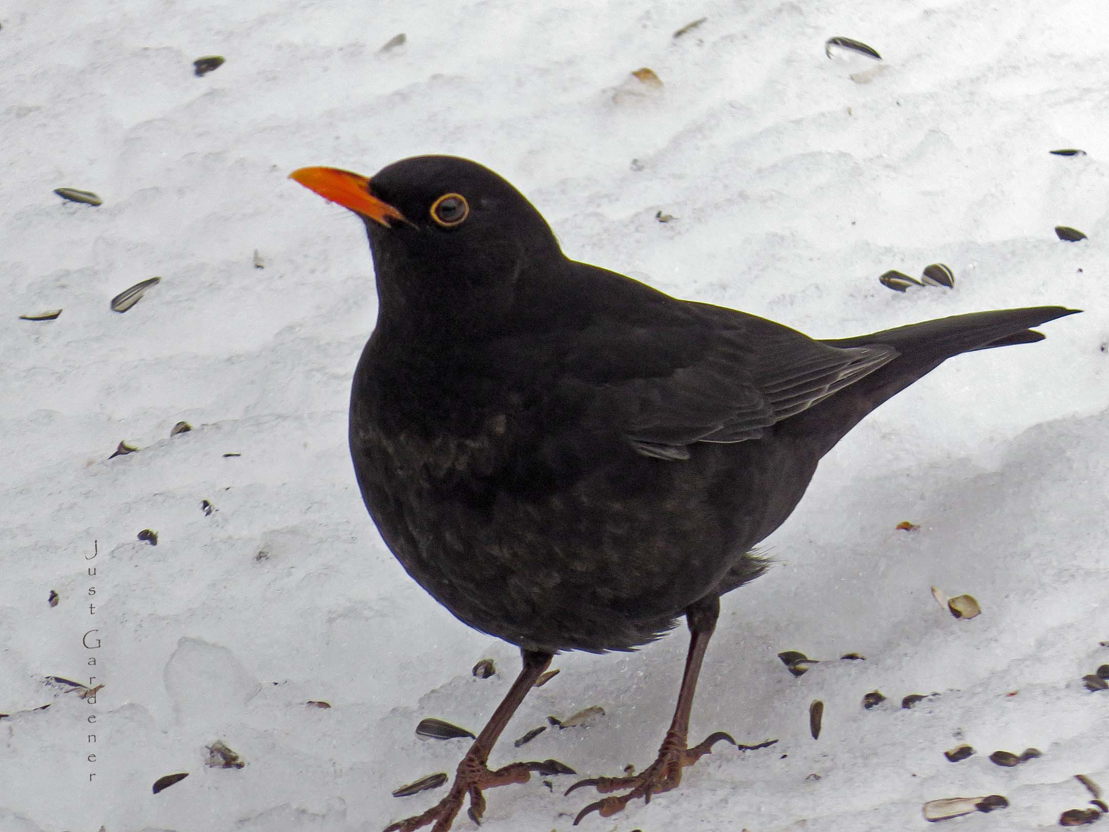 001__amsel.jpg