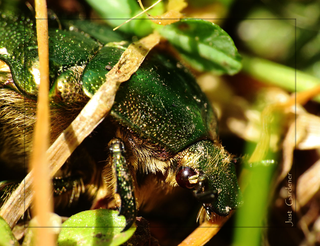 cetonia-aurata---seitl_vorn.jpg