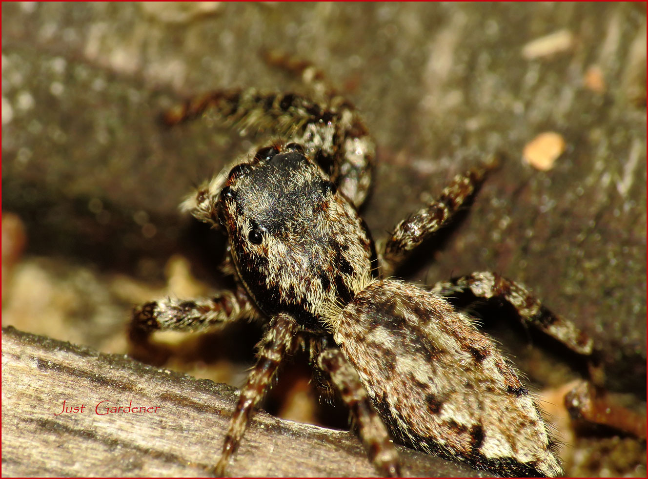 springspinne.jpg