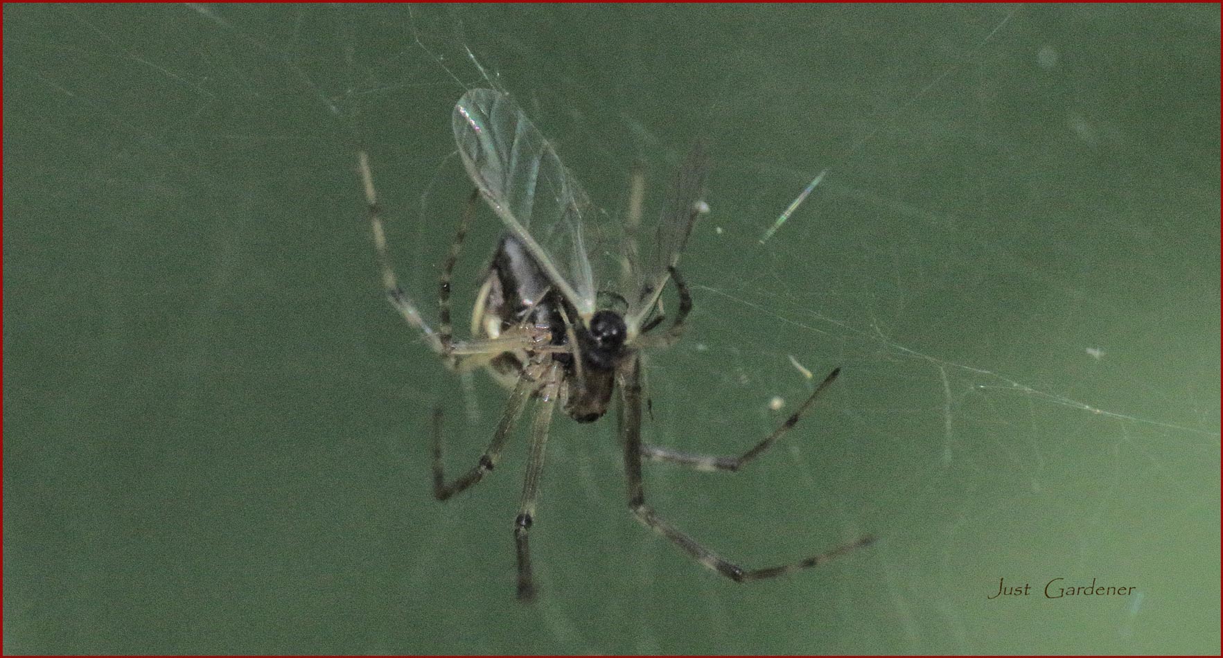 spinne-mit-beute.jpg
